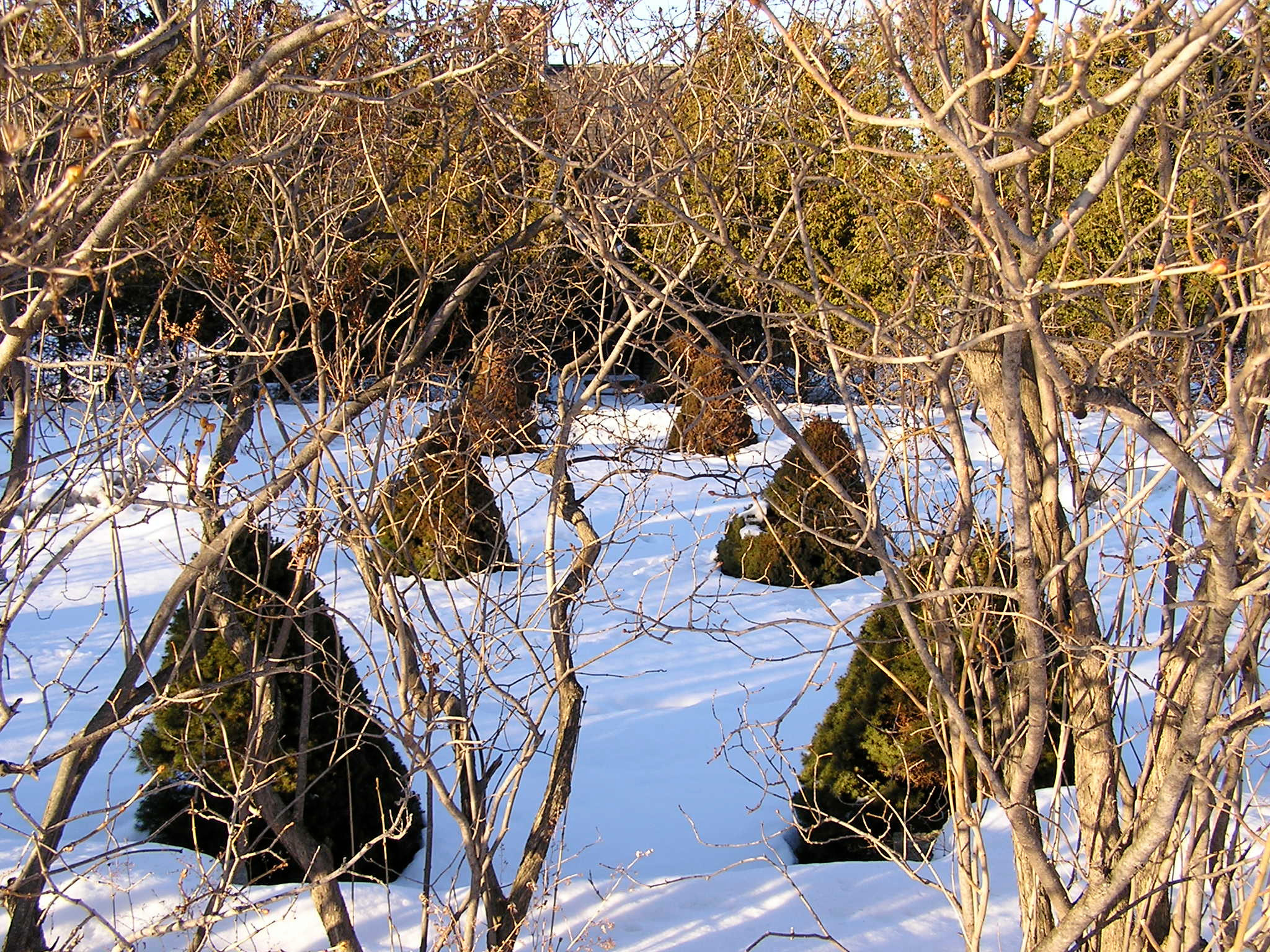 Вопрос: Какие работы важно проводить в саду зимой