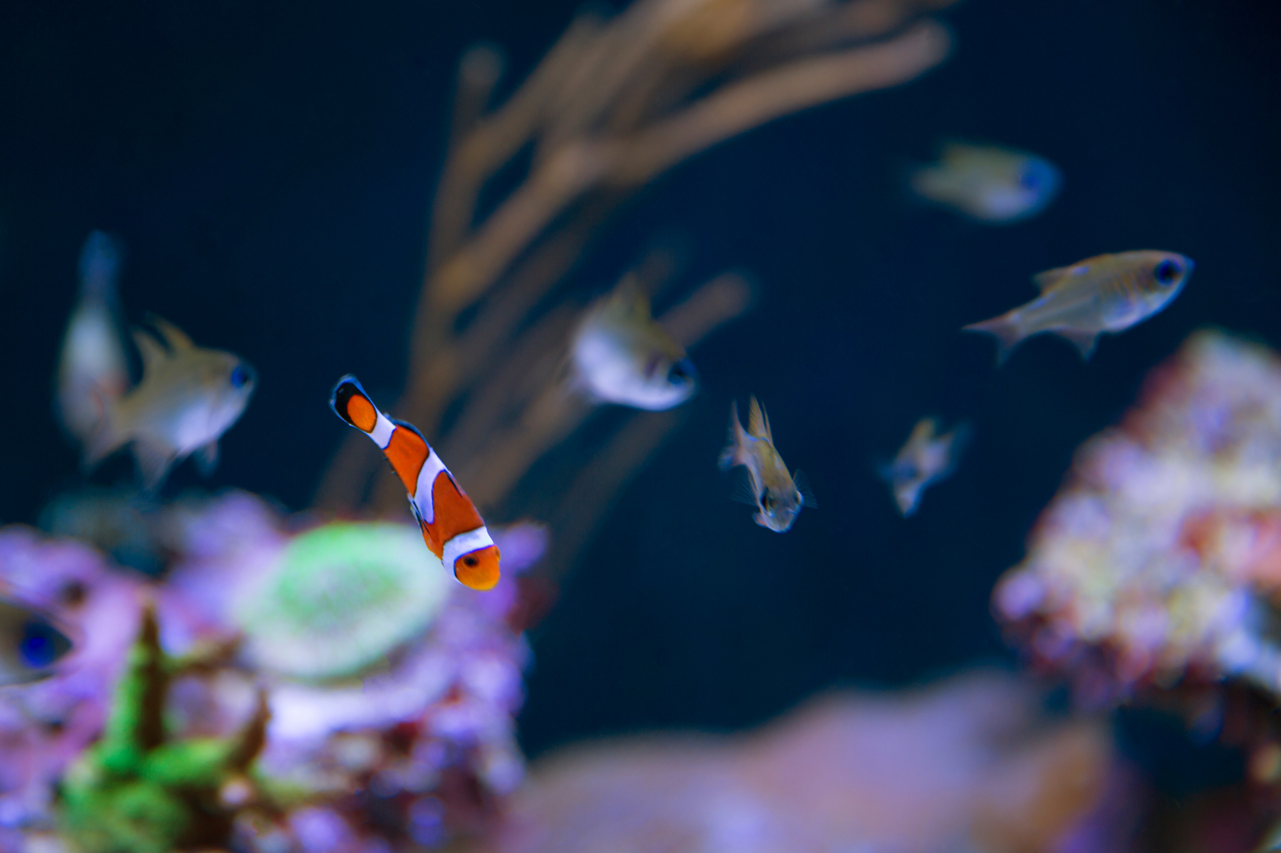 Хороший вопрос: Куда поставить аквариум