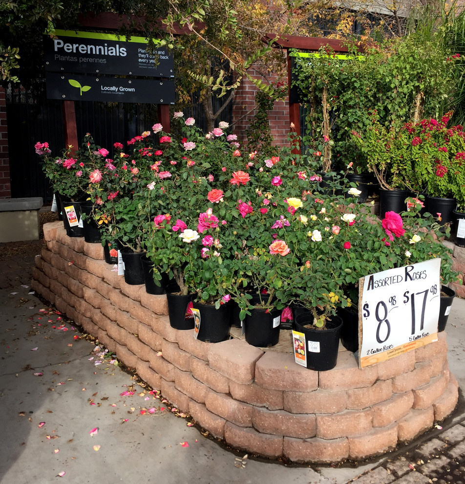 Работа над ошибками: Что пошло не так с розами