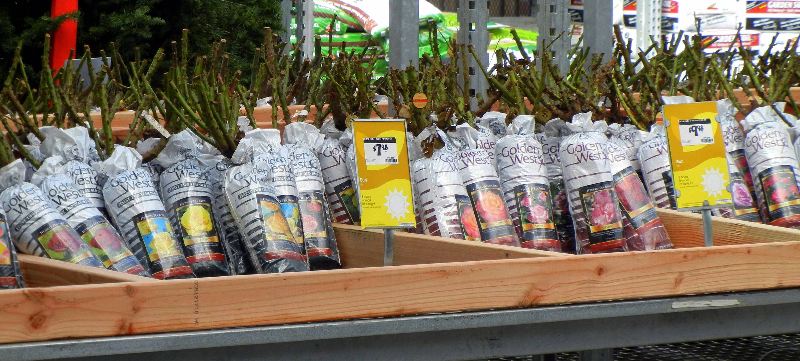 Работа над ошибками: Что пошло не так с розами