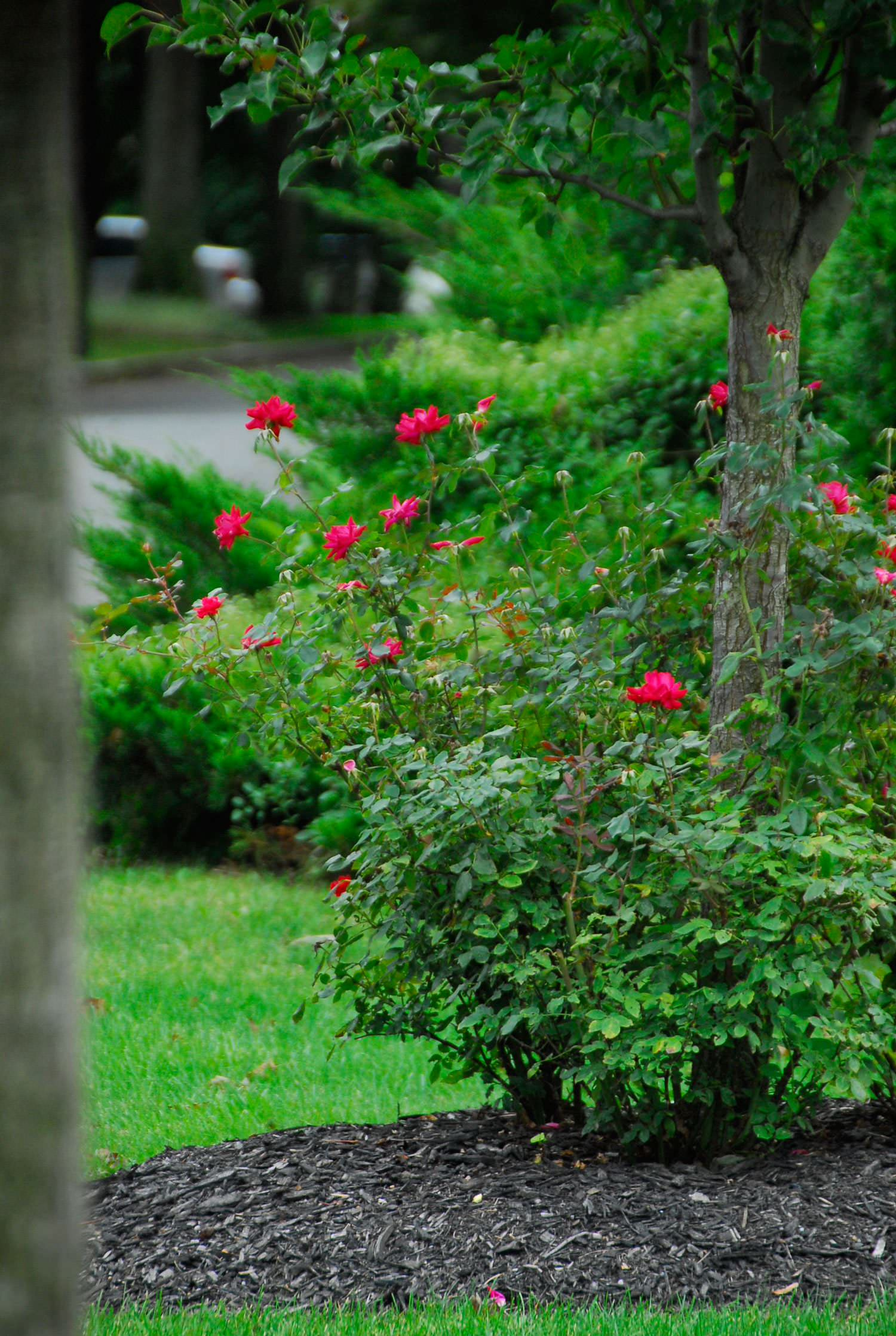 Работа над ошибками: Что пошло не так с розами