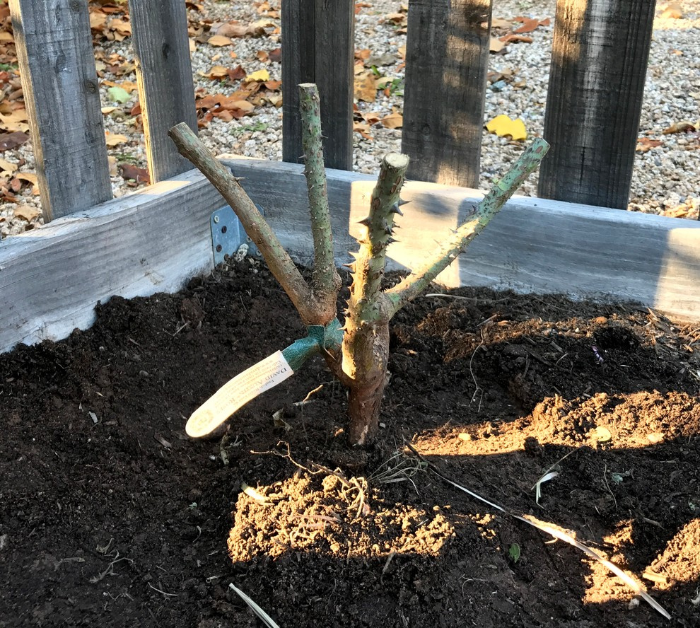 Работа над ошибками: Что пошло не так с розами