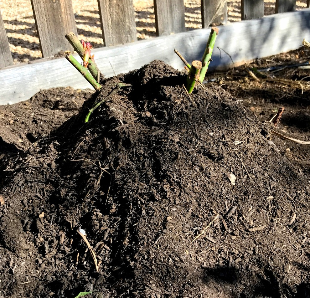 Работа над ошибками: Что пошло не так с розами