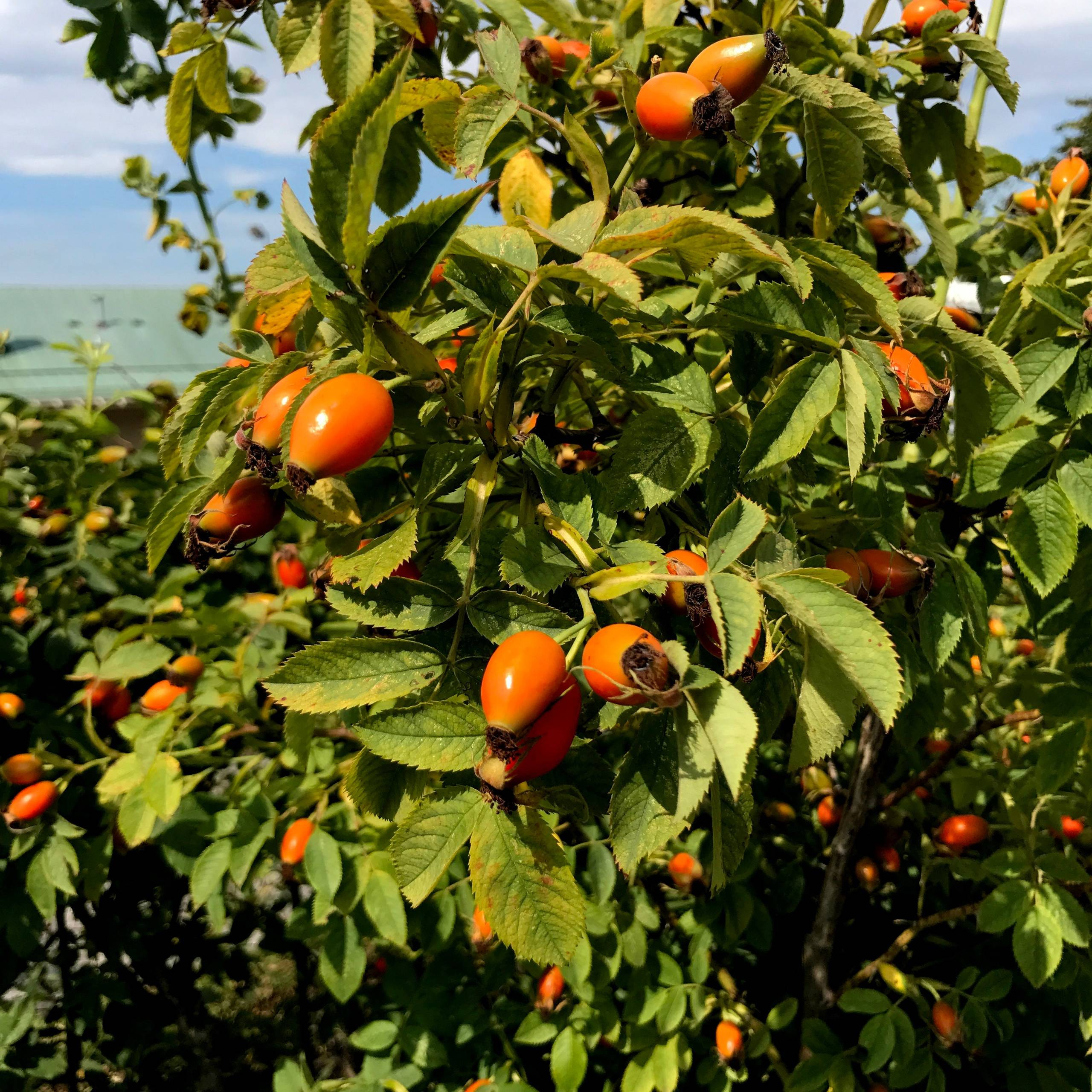 Работа над ошибками: Что пошло не так с розами