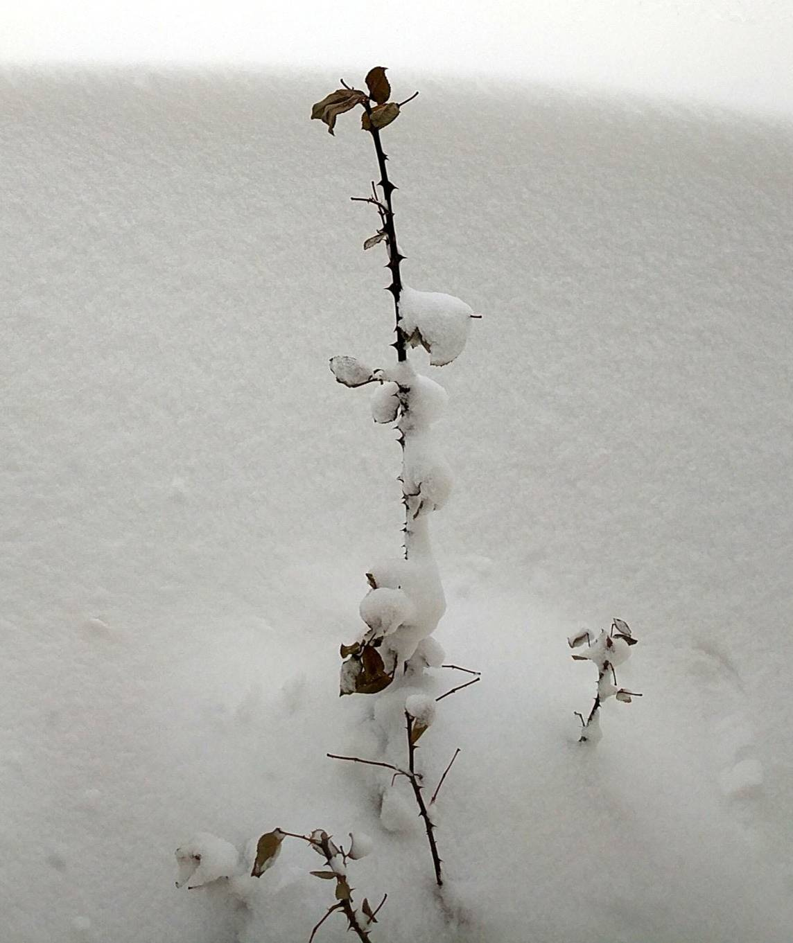 Работа над ошибками: Что пошло не так с розами