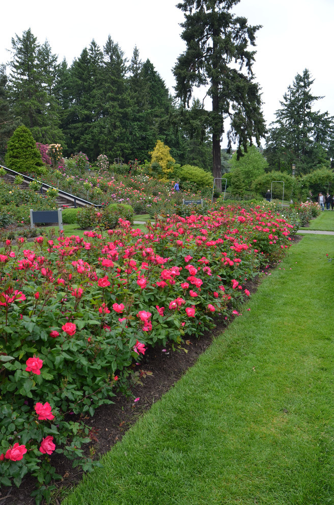 Работа над ошибками: Что пошло не так с розами