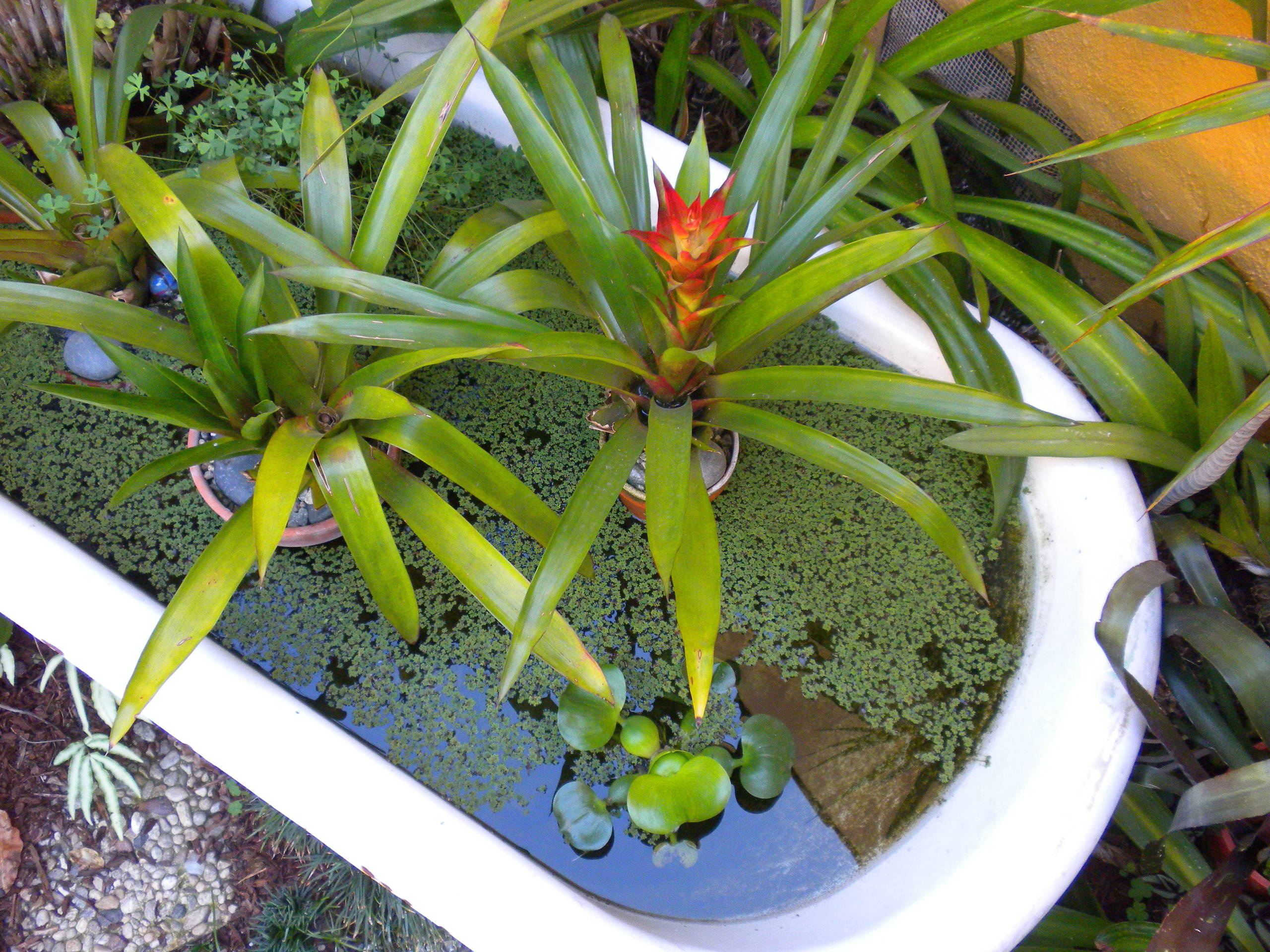 Houzz call: Покажите нам свои креативные цветники и грядки