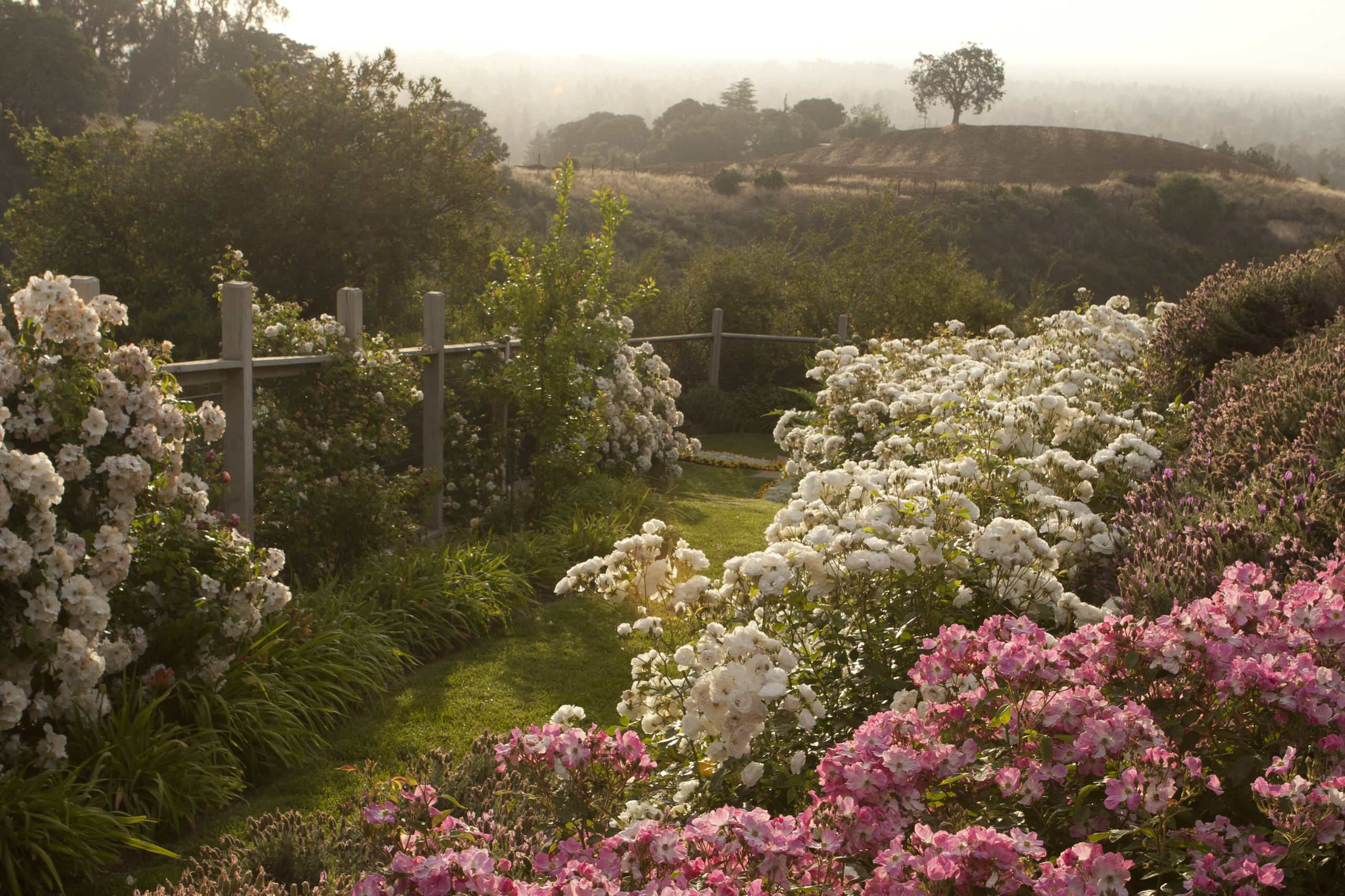 Хороший вопрос: Как правильно сажать и выращивать розы?