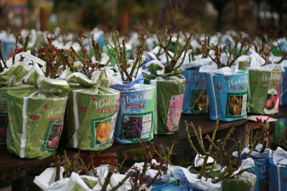 Хороший вопрос: Как правильно сажать и выращивать розы?