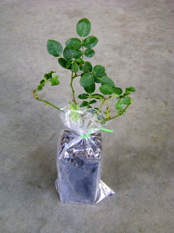 Хороший вопрос: Как правильно сажать и выращивать розы?