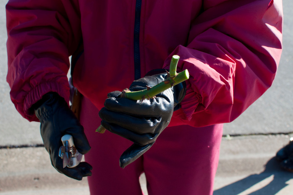 Хороший вопрос: Как правильно сажать и выращивать розы?