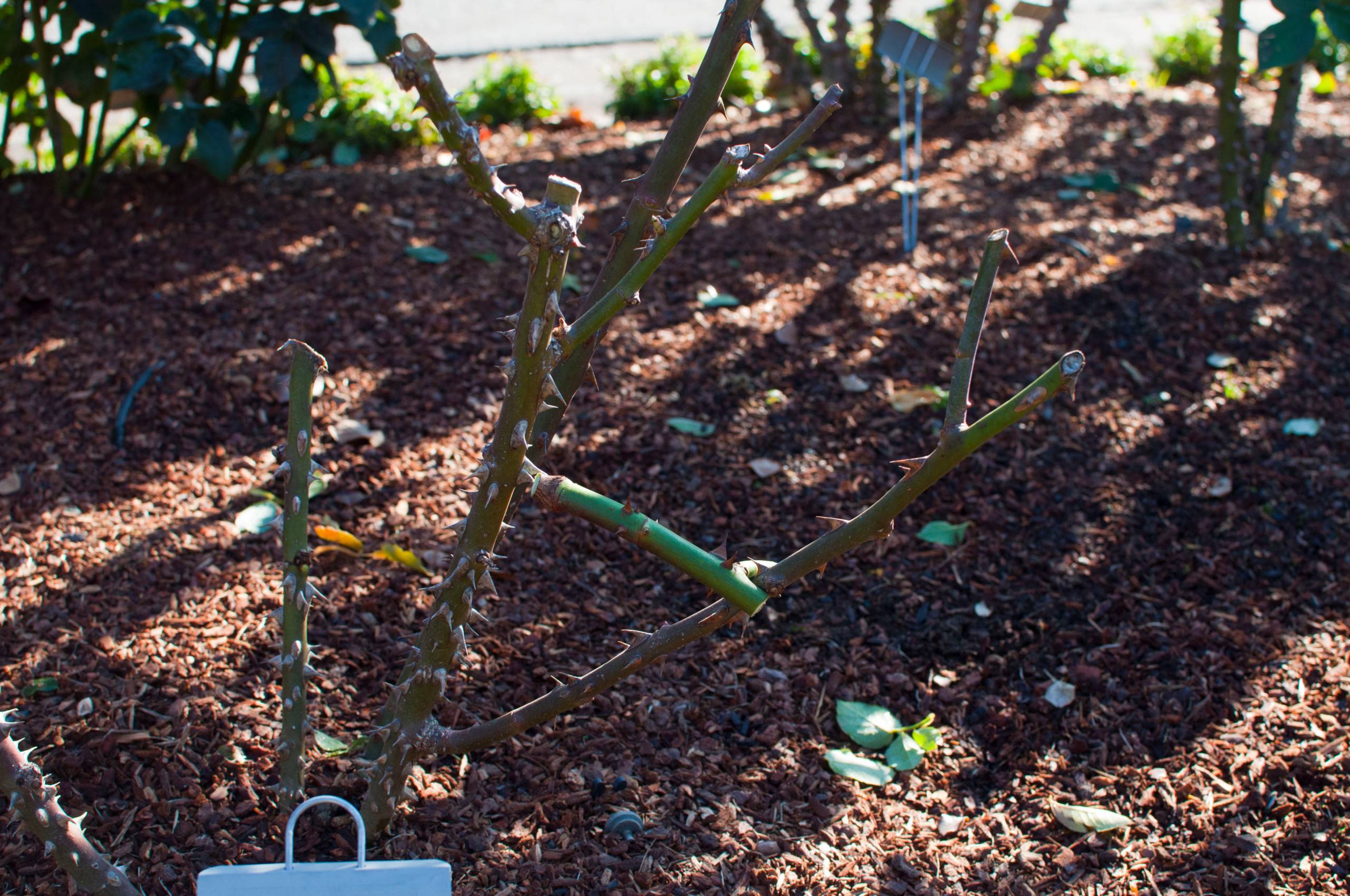 Хороший вопрос: Как правильно сажать и выращивать розы?