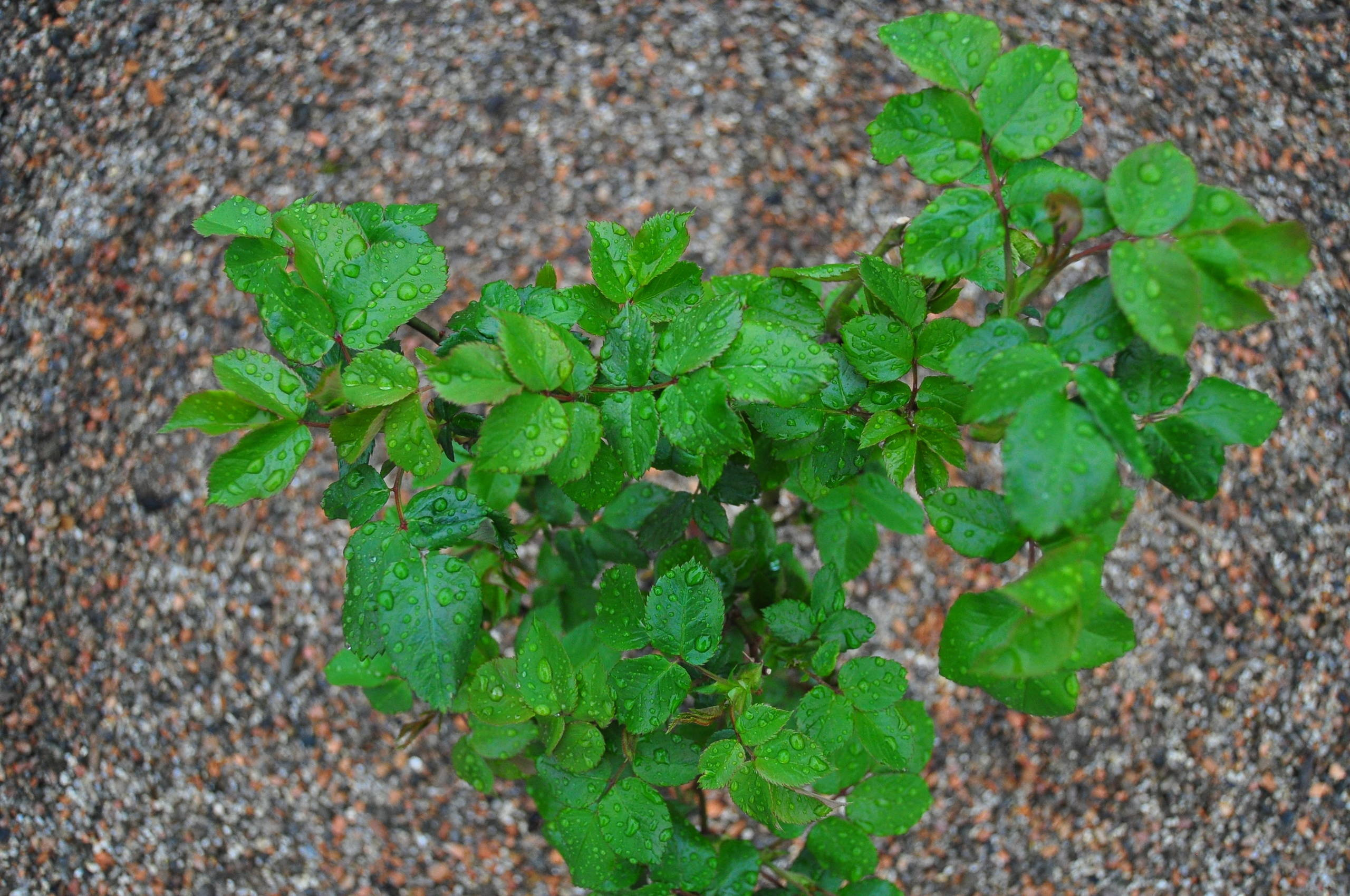 Хороший вопрос: Как правильно сажать и выращивать розы?