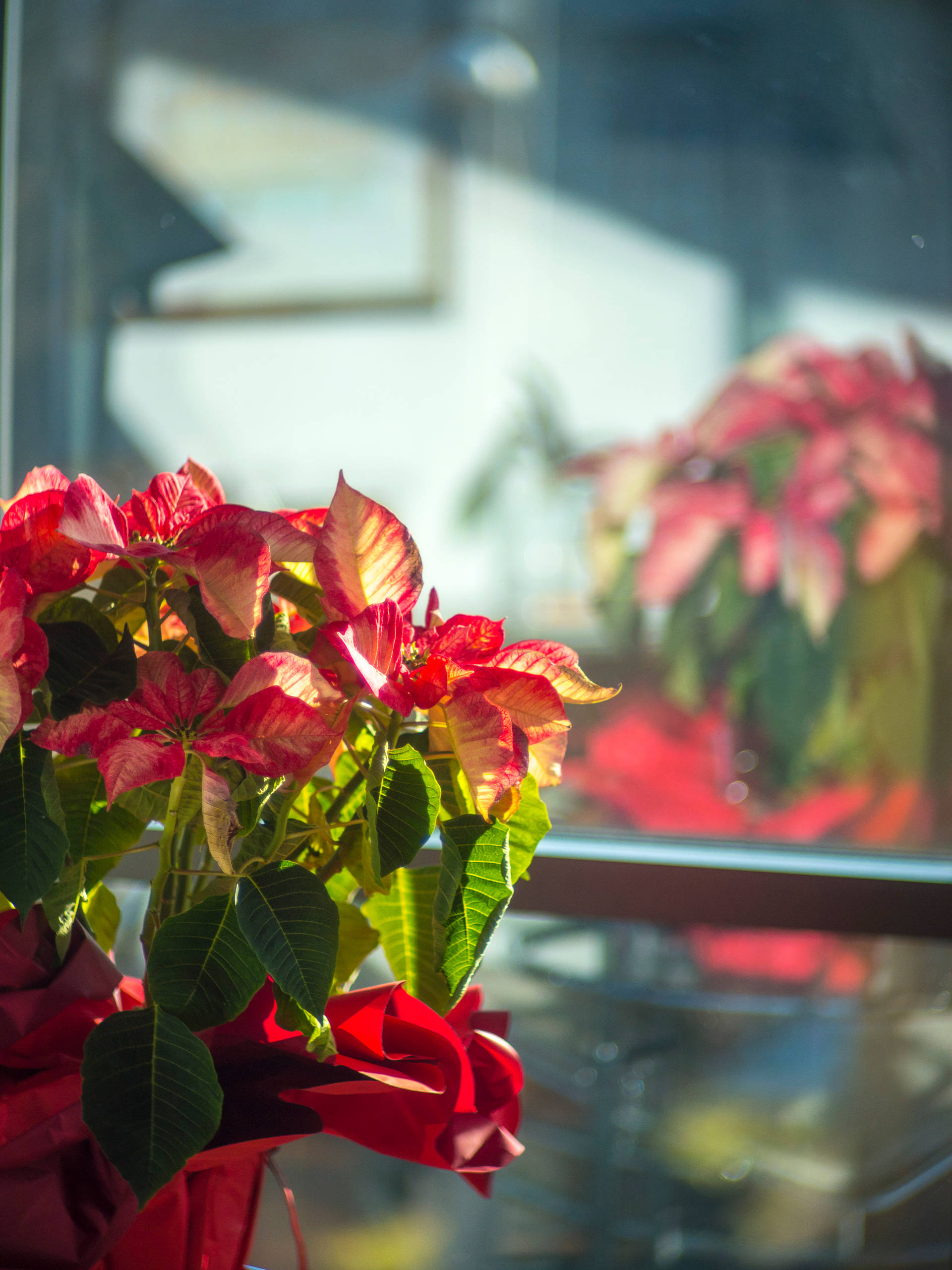 Рождество по-итальянски: 4 факта, о которых вы не догадывались