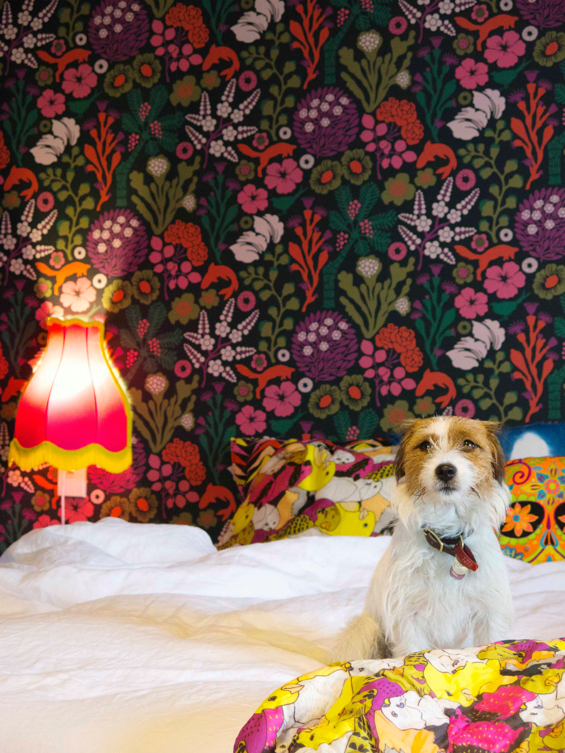 Houzz Новая Зеландия: Веселый дом для одной семьи