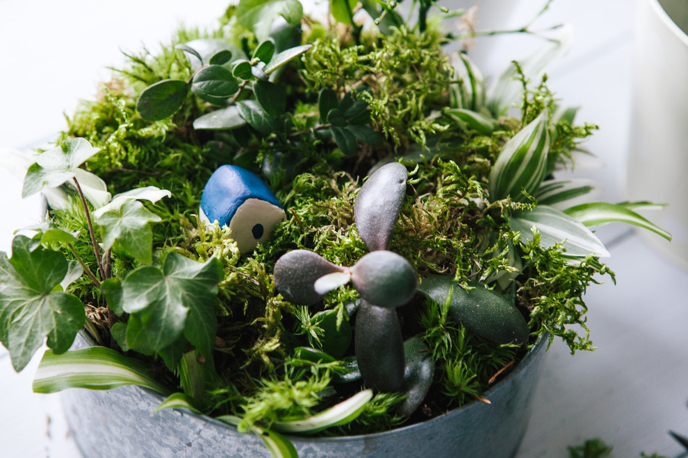 DIY: Как вырастить бонсай в домашних условиях