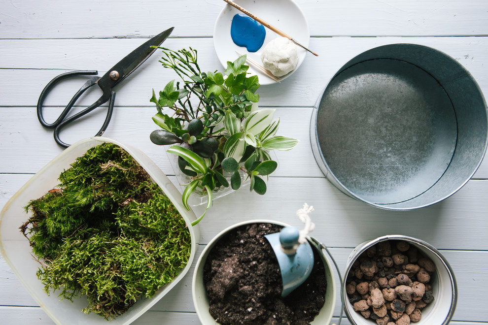 DIY: Как вырастить бонсай в домашних условиях