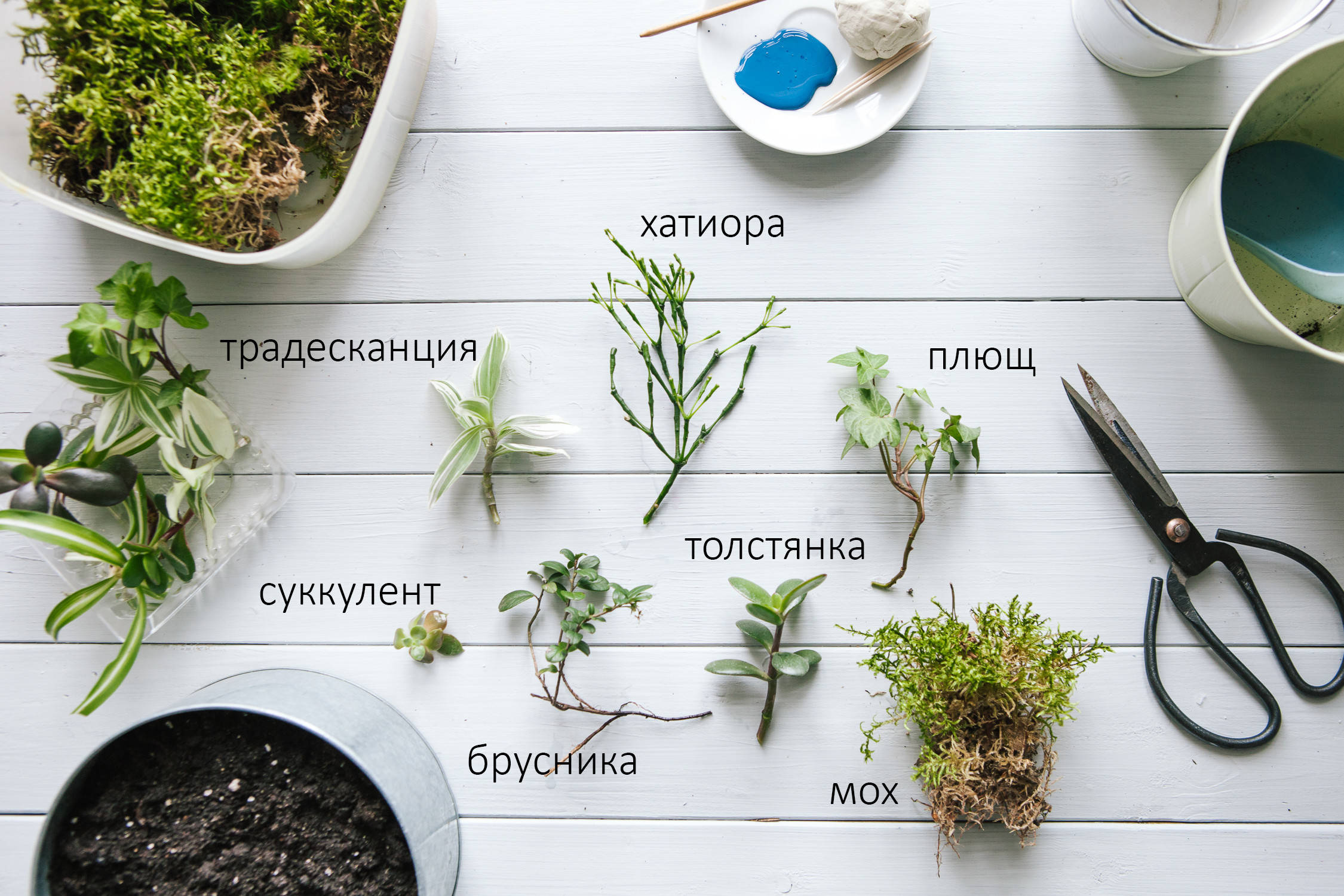 DIY: Как вырастить бонсай в домашних условиях
