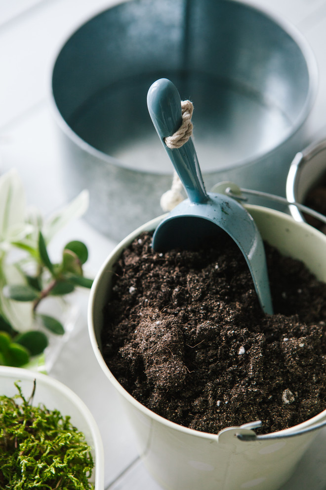 DIY: Как вырастить бонсай в домашних условиях