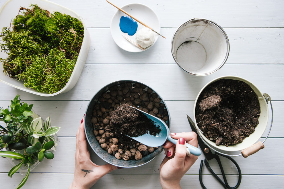 DIY: Как вырастить бонсай в домашних условиях