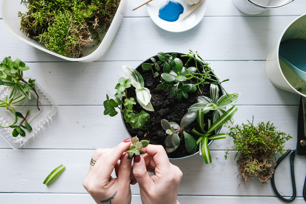 DIY: Как вырастить бонсай в домашних условиях