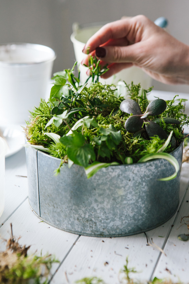 DIY: Как вырастить бонсай в домашних условиях