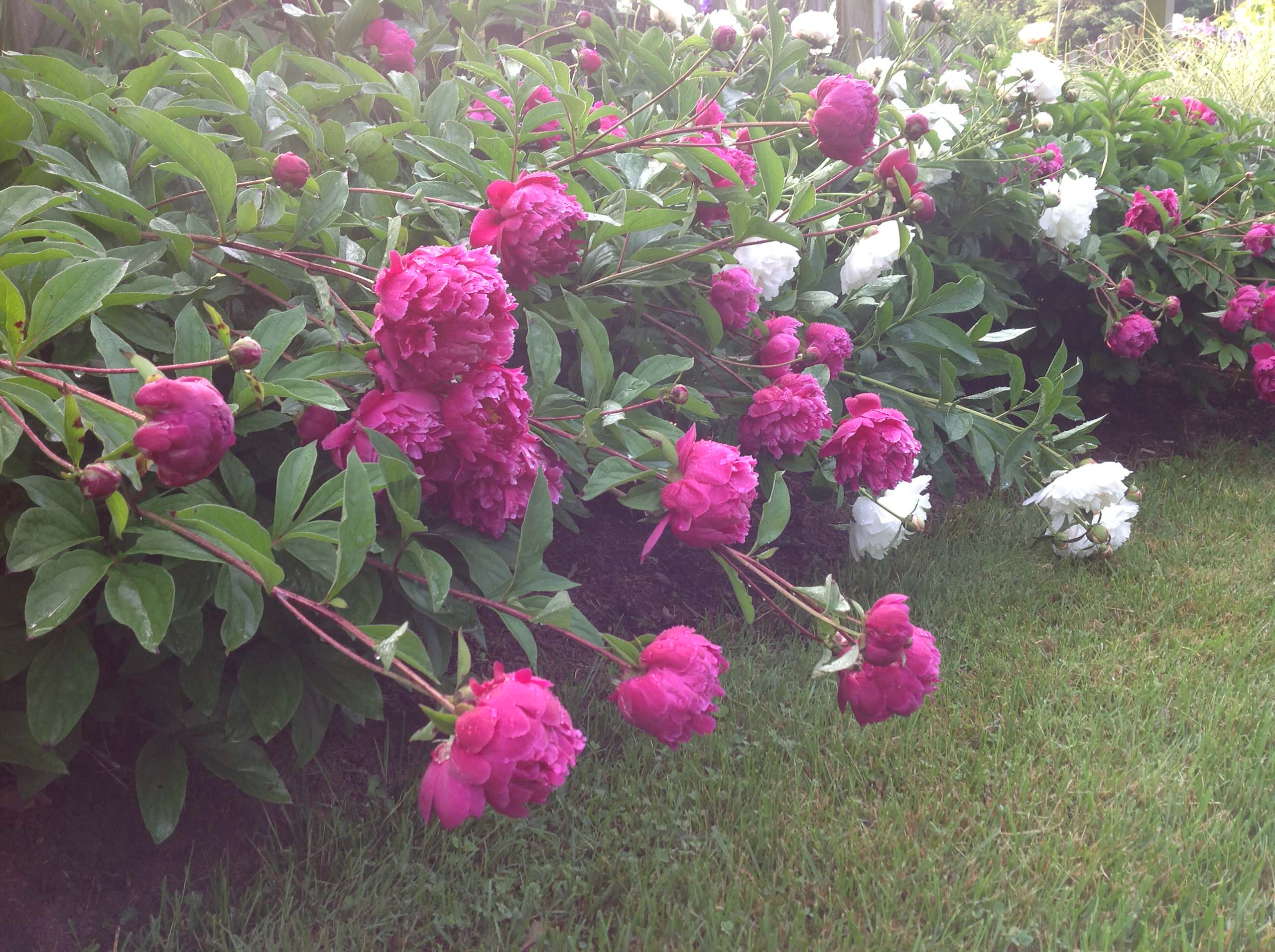 Цветы на даче: 9 стратегий дизайна клумбы