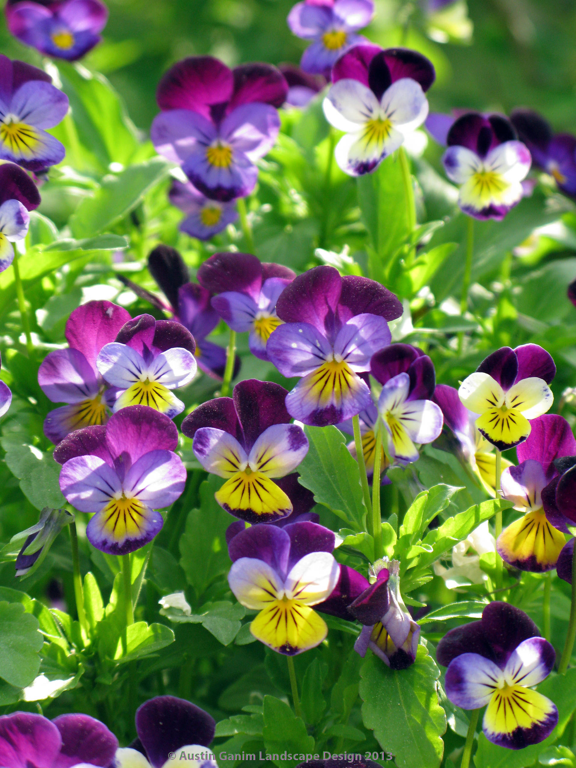 Цветы на даче: 9 стратегий дизайна клумбы