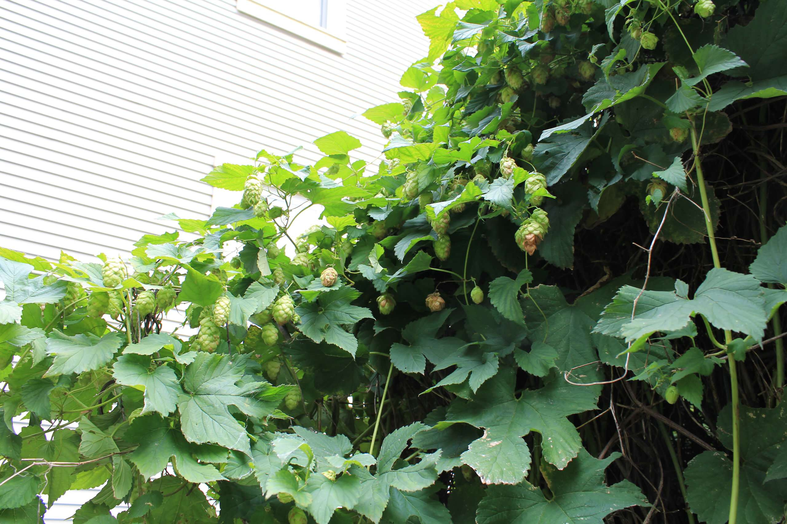 Цветы на даче: 9 стратегий дизайна клумбы