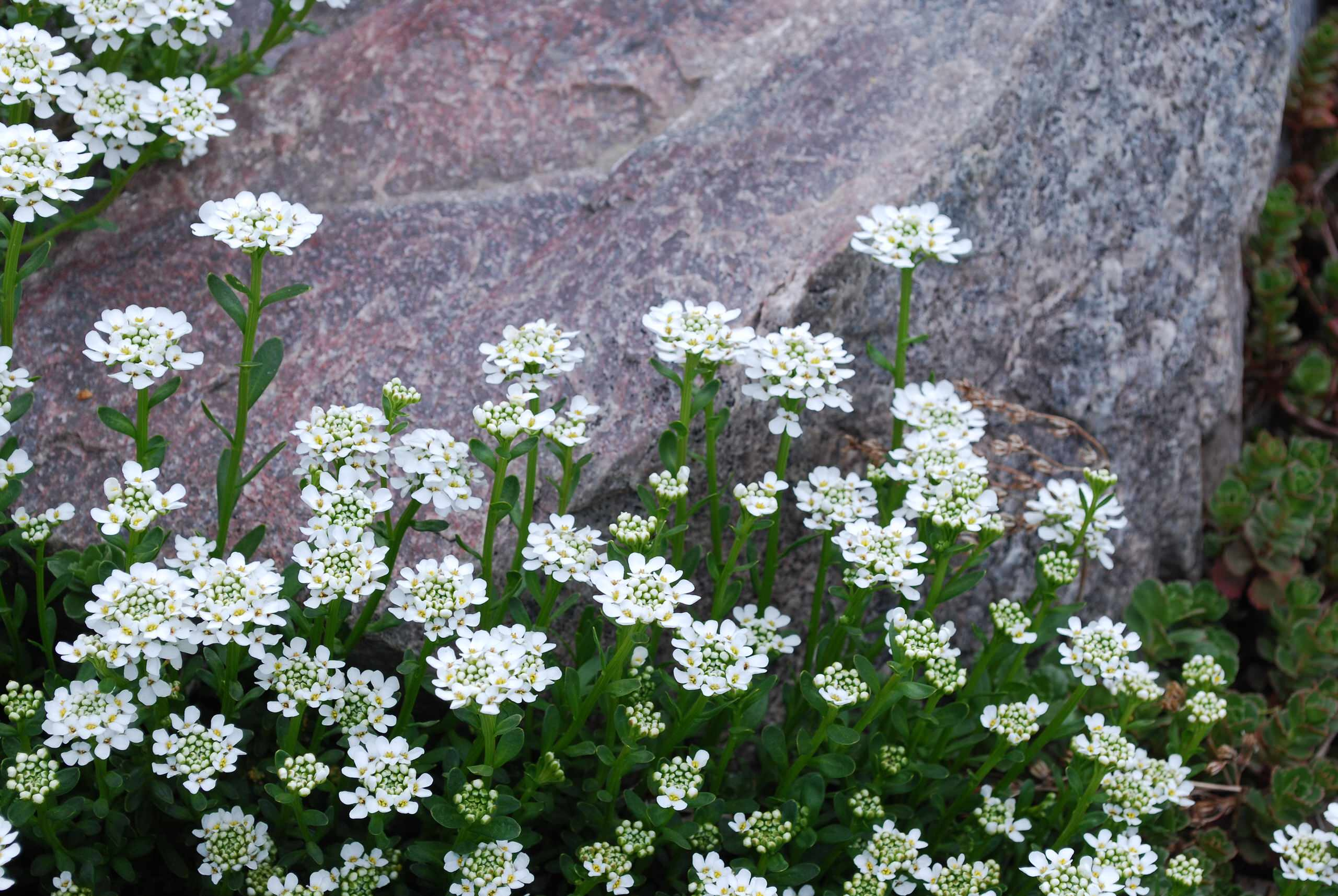Цветы на даче: 9 стратегий дизайна клумбы