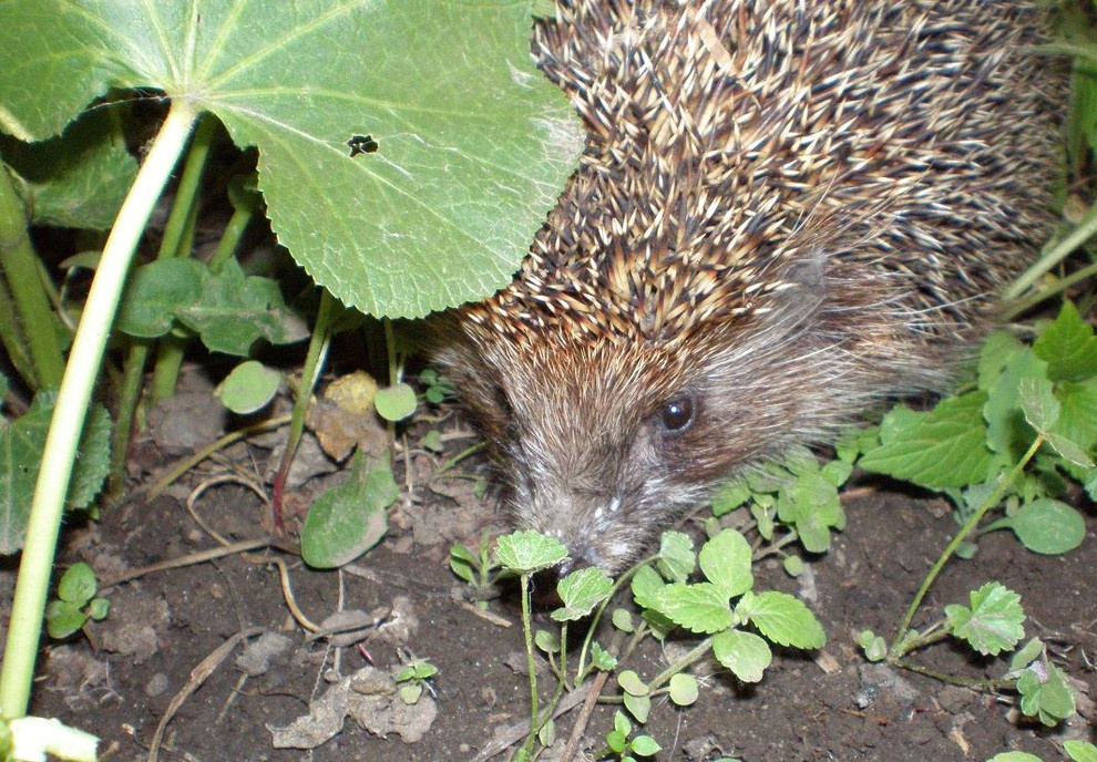 Природное земледелие на садовом участке: Что делать, что нет
