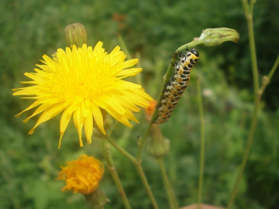 Природное земледелие на садовом участке: Что делать, что нет
