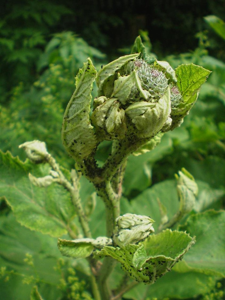Природное земледелие на садовом участке: Что делать, что нет
