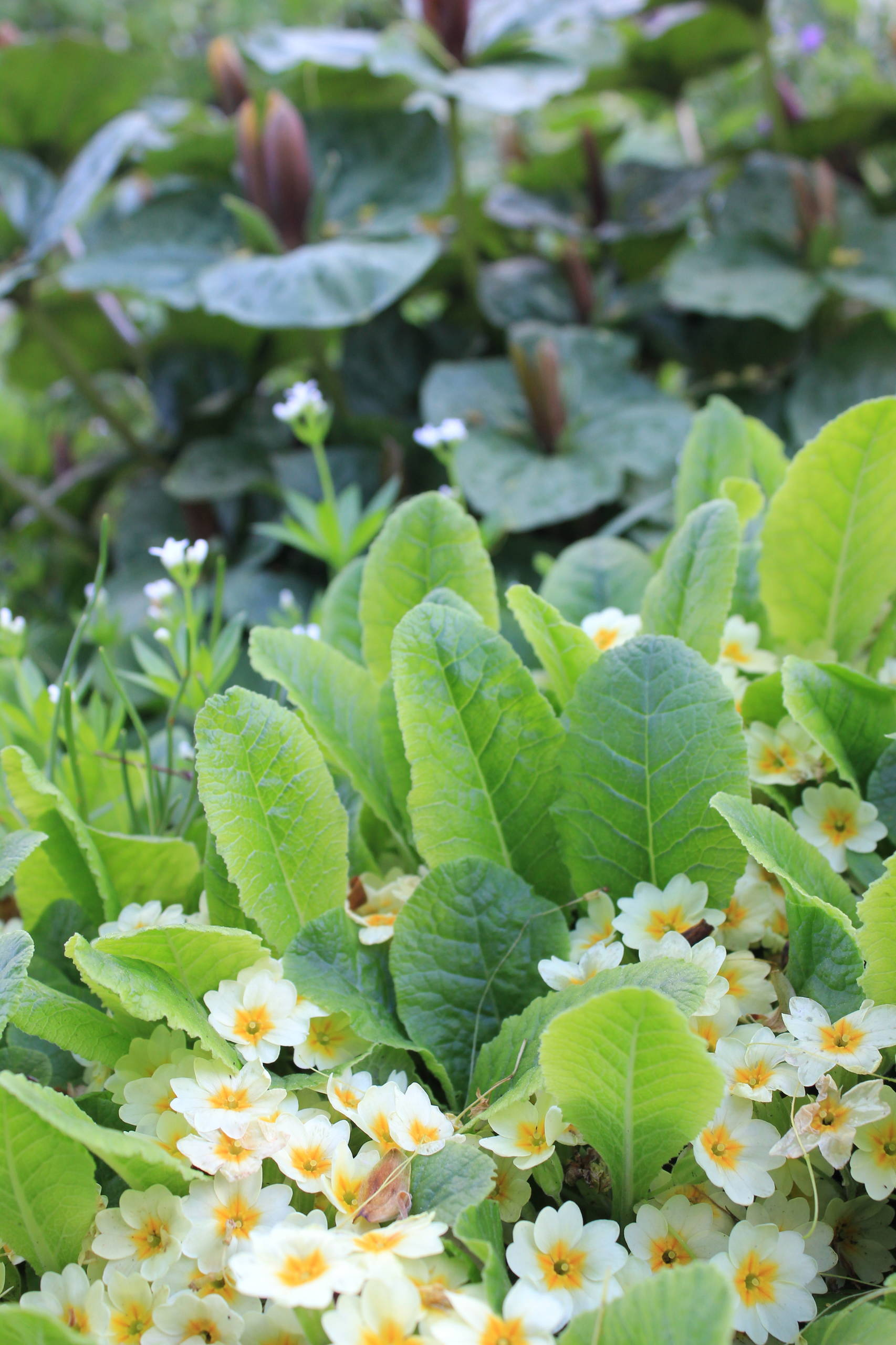 Растение месяца: Примула