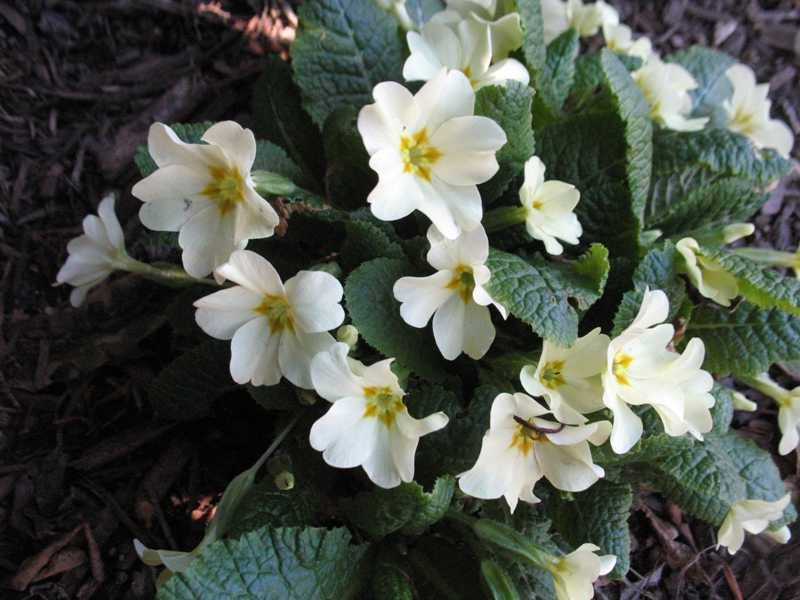 Растение месяца: Примула