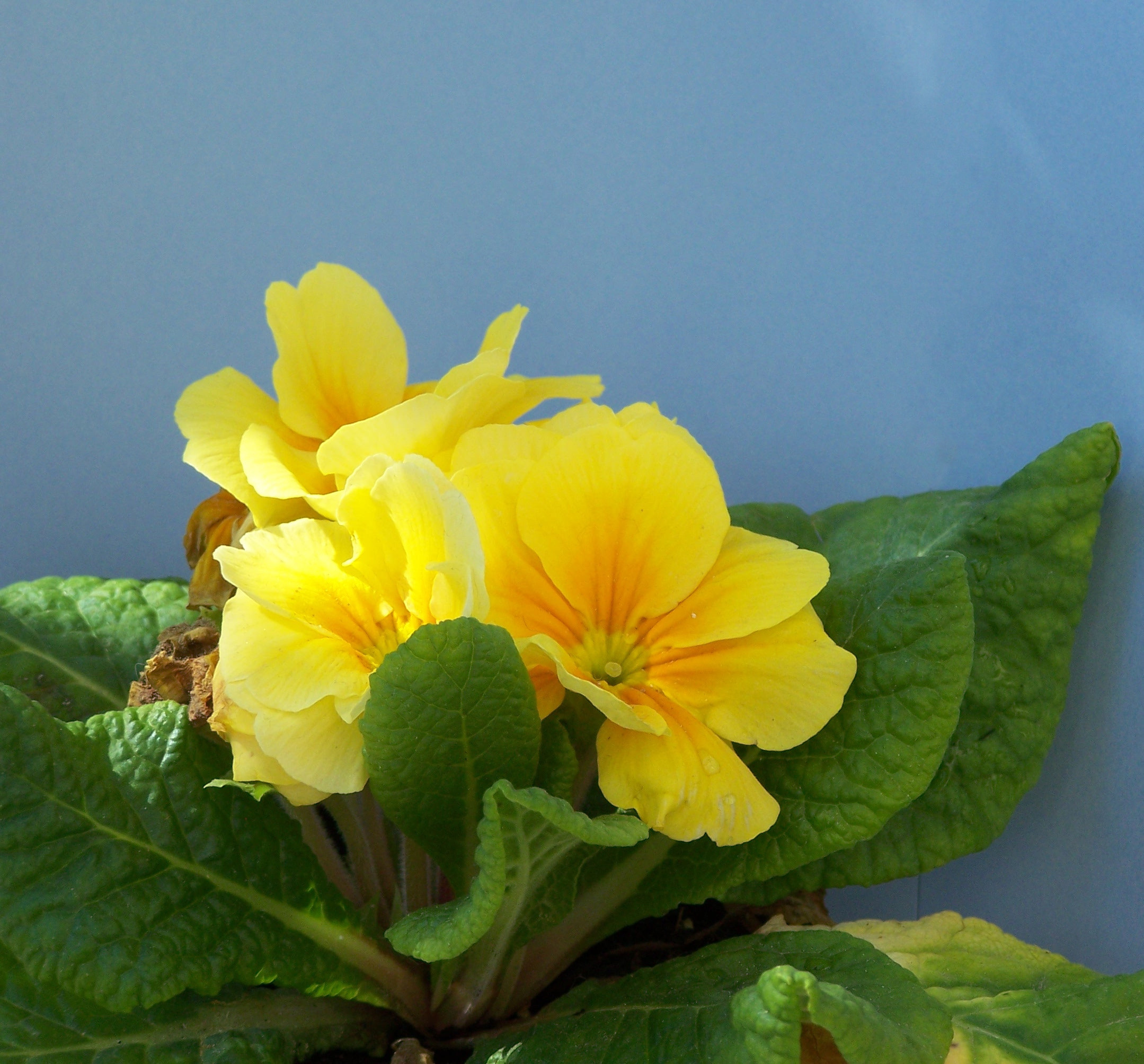 Растение месяца: Примула