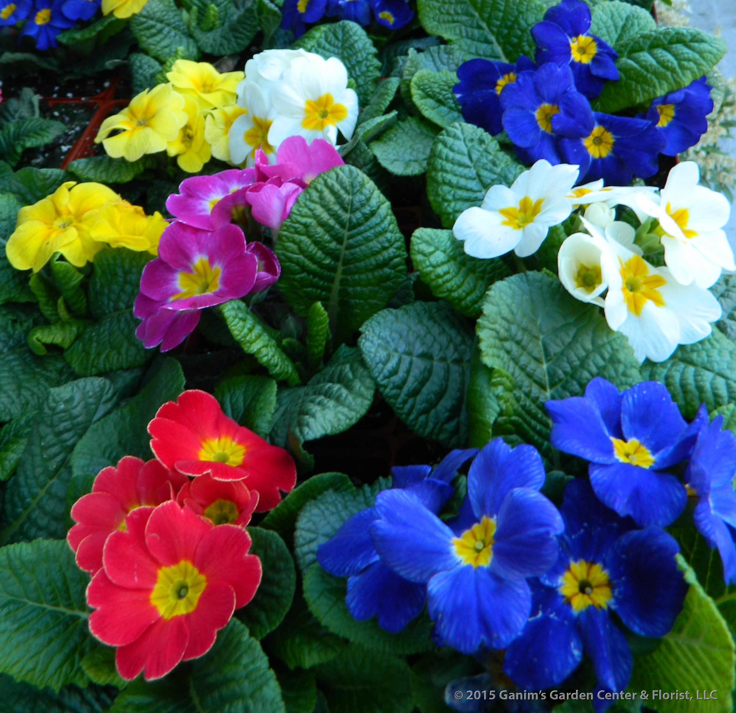 Растение месяца: Примула