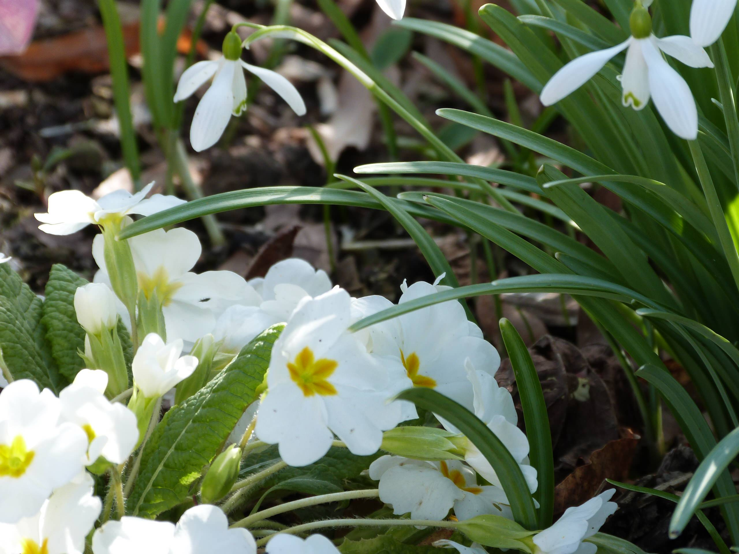 Растение месяца: Примула