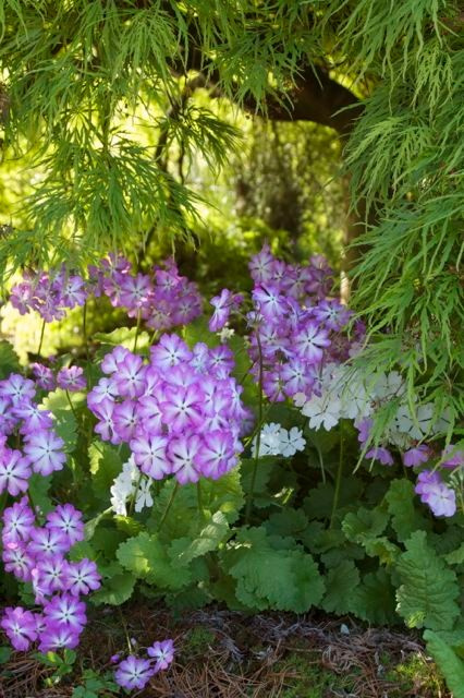 Растение месяца: Примула