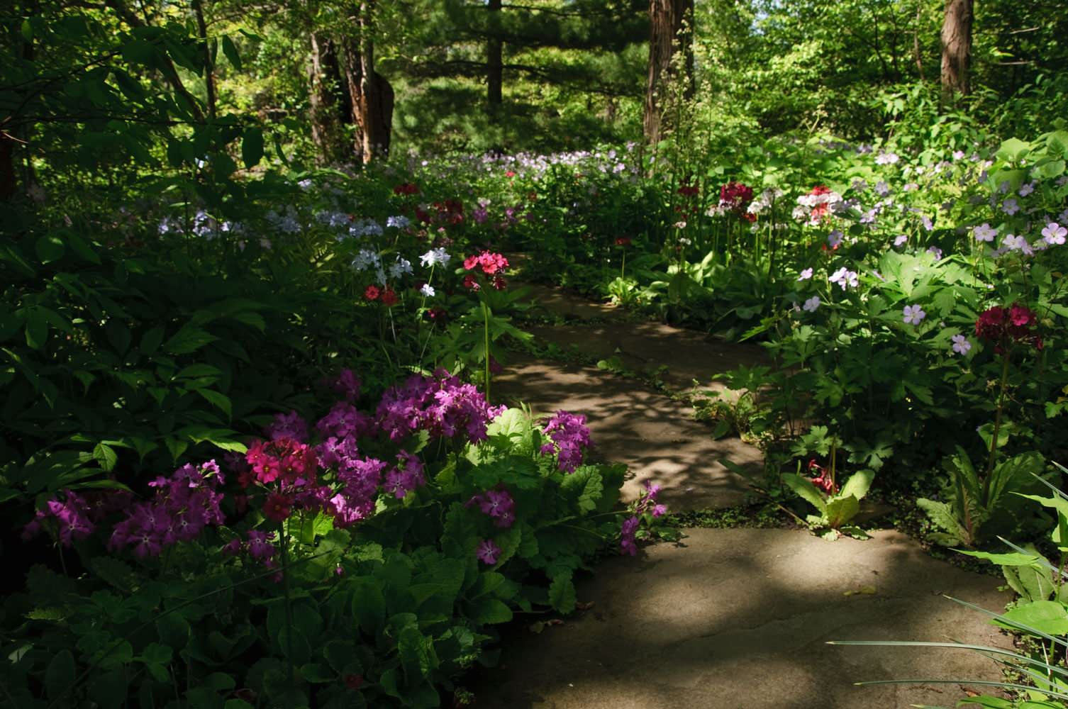 Растение месяца: Примула