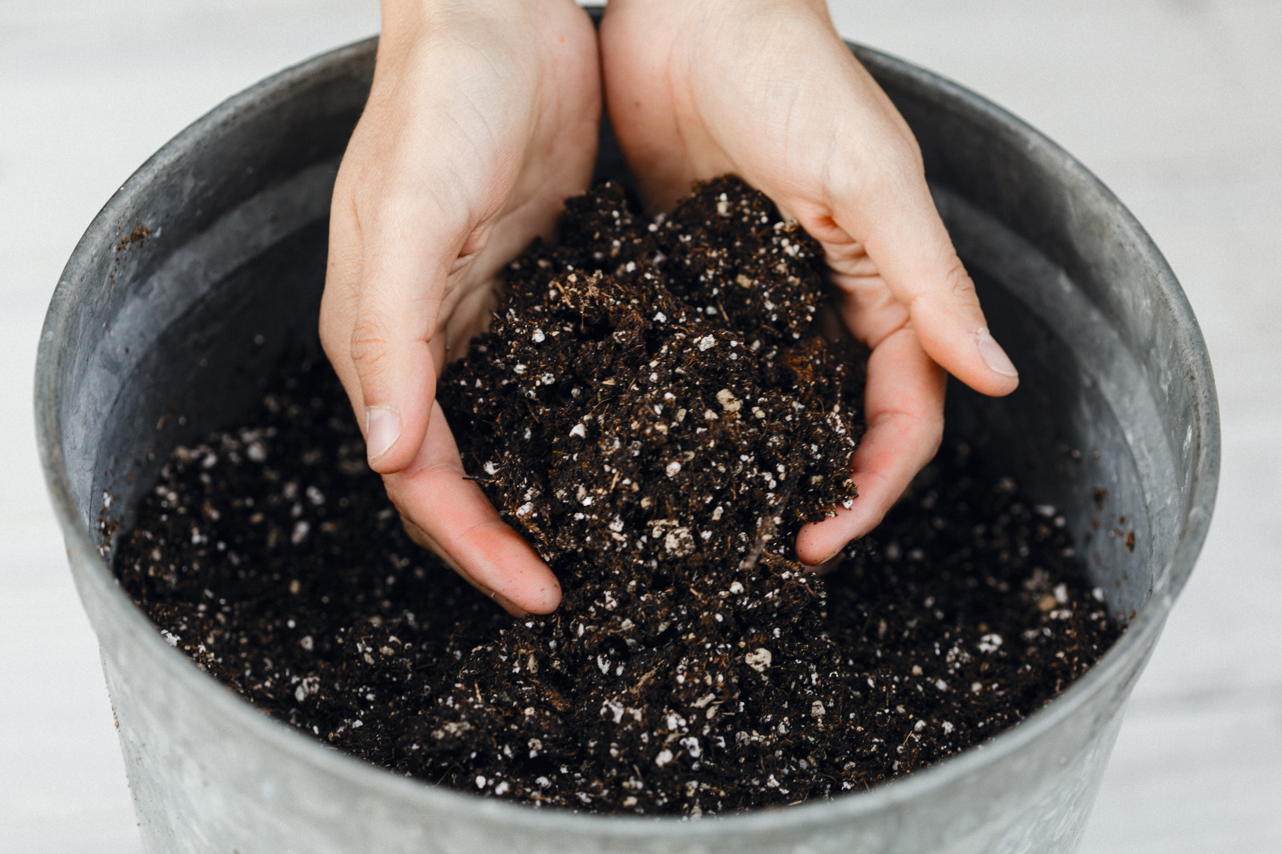 Растение месяца: Примула