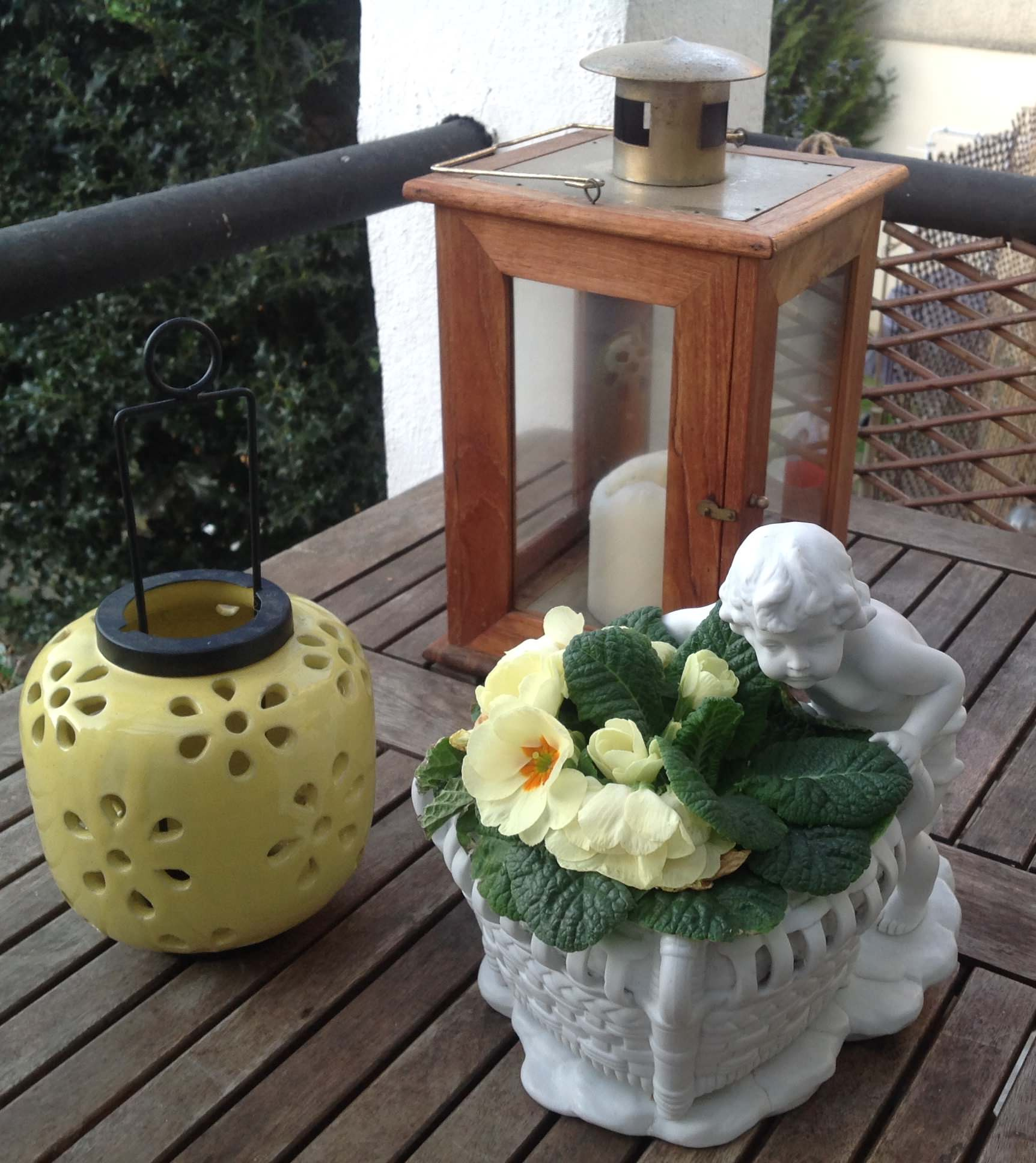 Растение месяца: Примула