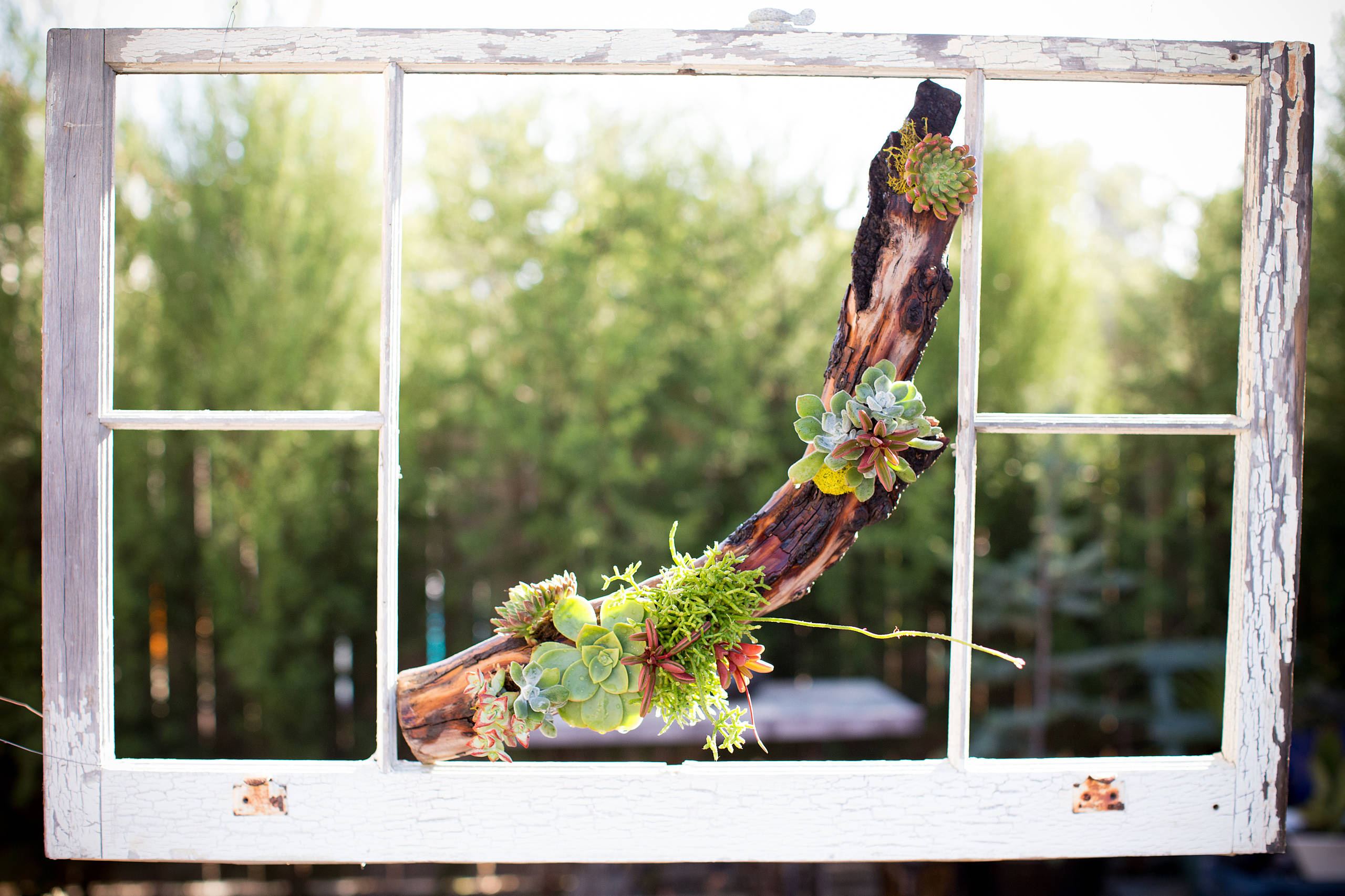 Как ухаживать за суккулентами в домашних условиях