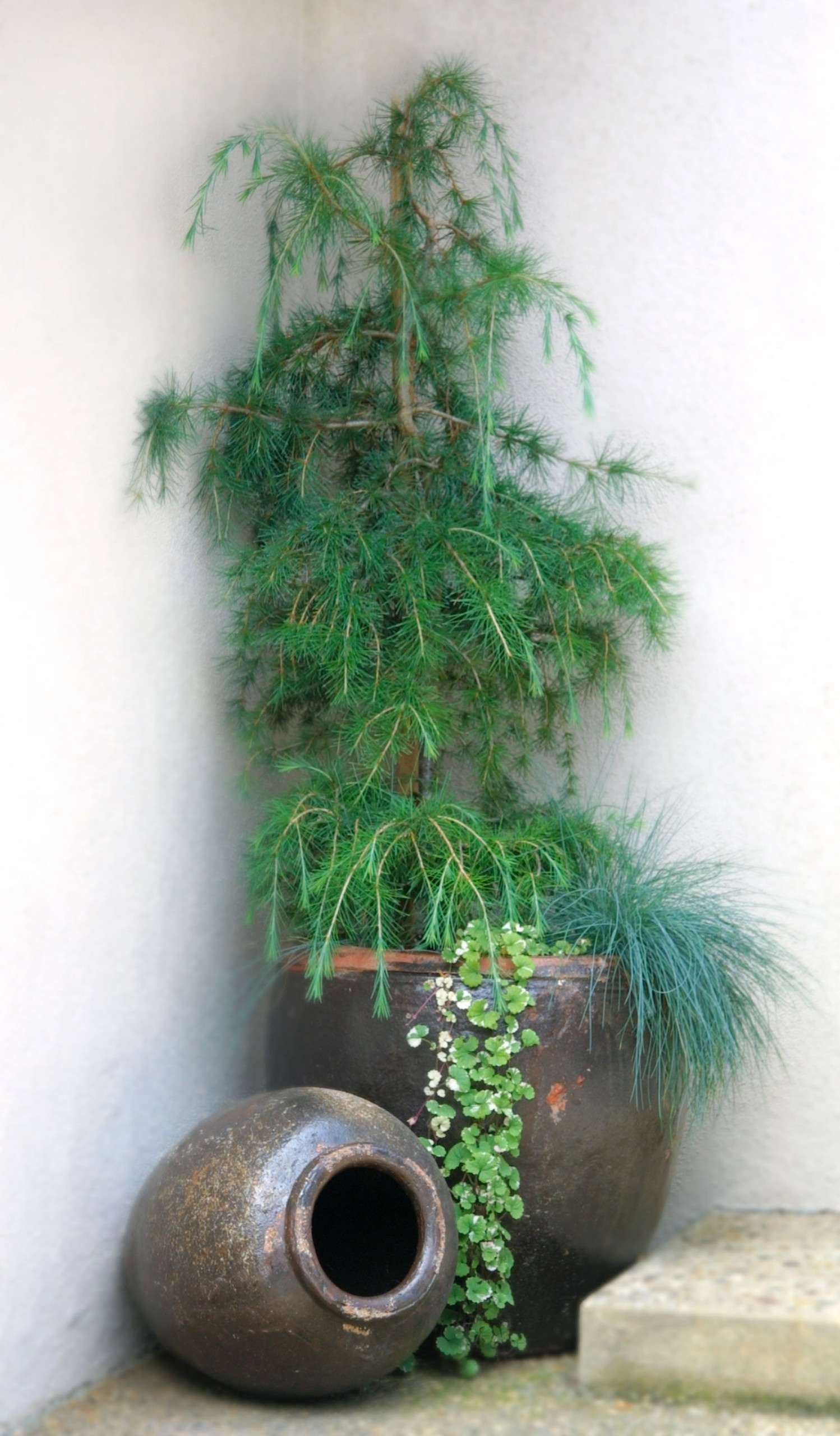 Вот и лето прошло: Что делать с растениями и уличными кашпо по осени