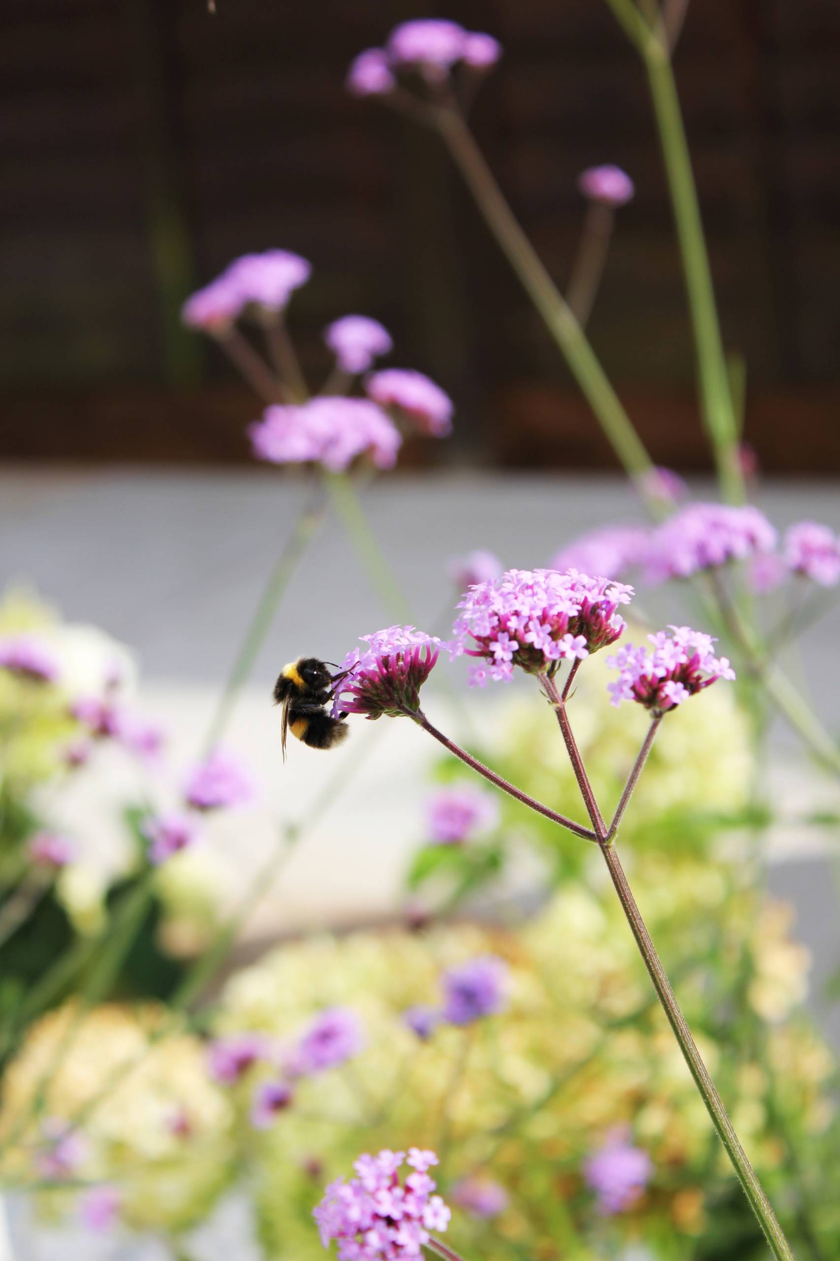 Выставка в Челси 2020: Что она рассказала о будущих садах