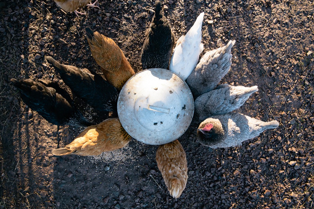 Выставка в Челси 2020: Что она рассказала о будущих садах