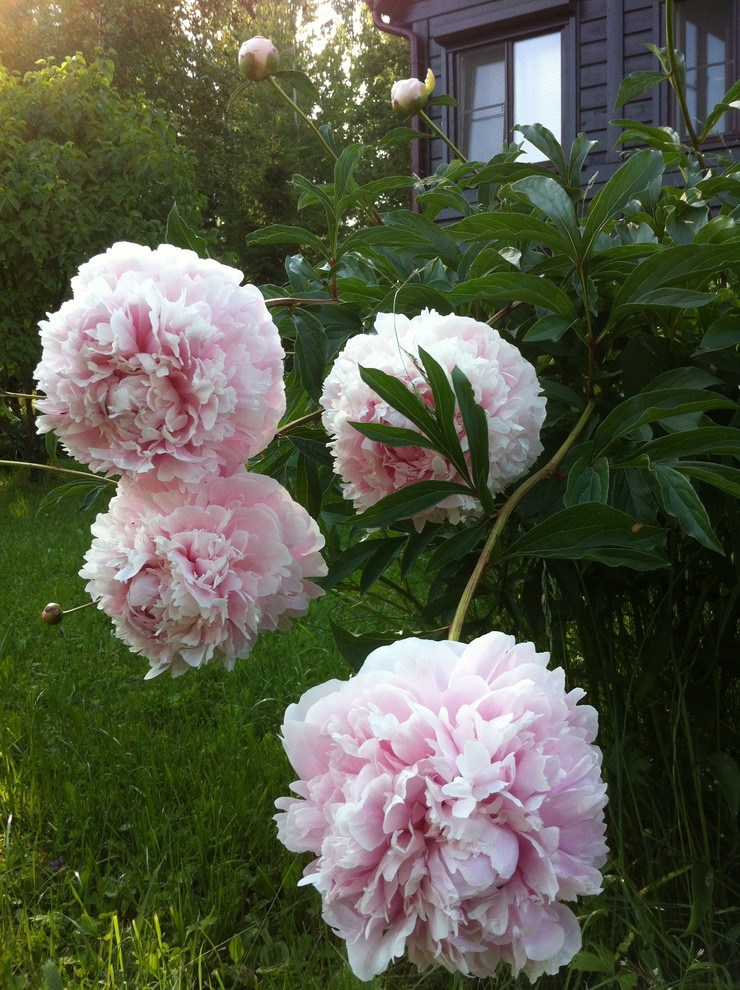 В гостях: Сад на выходные для родителей