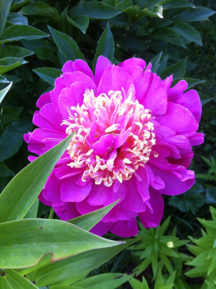 В гостях: Сад на выходные для родителей