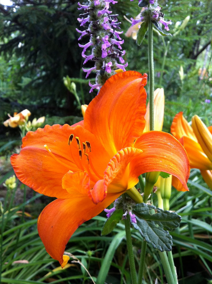 В гостях: Сад на выходные для родителей