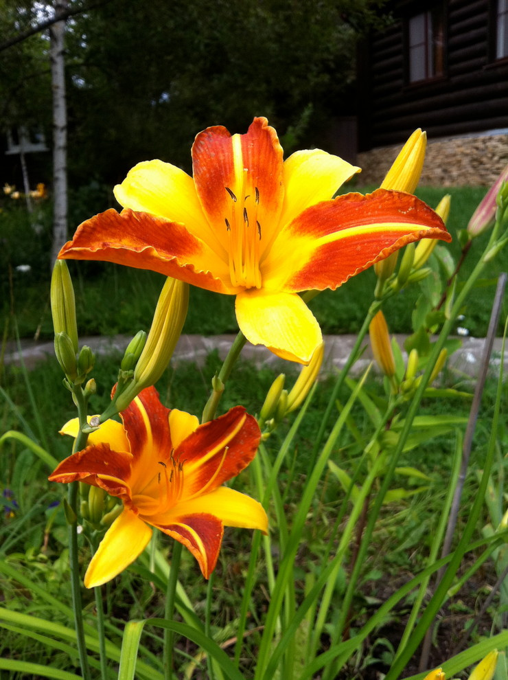 В гостях: Сад на выходные для родителей